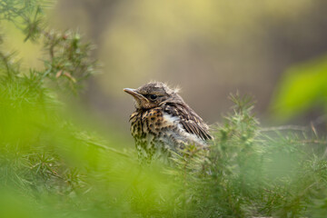 Portrait of nestling fieldfare (Turdus pilaris)