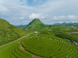 Tea plantation with workers picking tea leaf in Moc Chau, Son La, Vietnam