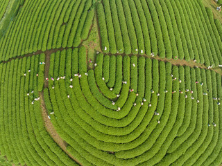 Fototapeta premium Tea plantation with workers picking tea leaf in Moc Chau, Son La, Vietnam