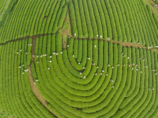 Tea plantation with workers picking tea leaf in Moc Chau, Son La, Vietnam