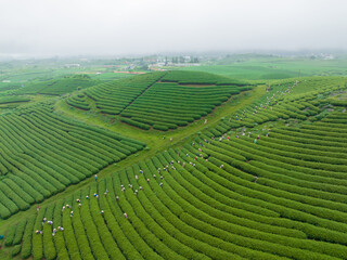 Tea plantation with workers picking tea leaf in Moc Chau, Son La, Vietnam