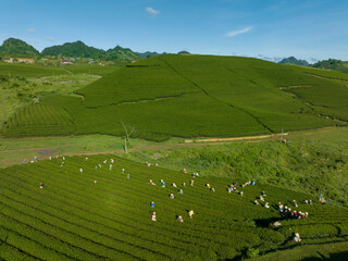 Tea plantation with workers picking tea leaf in Moc Chau, Son La, Vietnam