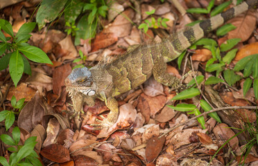 Suspicious Iguana On Brown Dry Leaves Looking At Camera