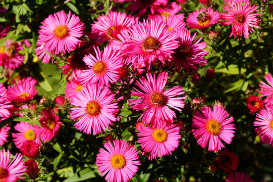 gorgeous sunlitt pink New England asters (symphyotrichum novae-angliae) on a sunny autumn day