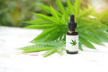  Cannabis herb and leaves for treatment , extract, oil. Selective focus. nature         