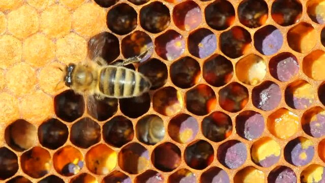 The honeycombs contain the developing bee larvae.
The bees take care of them. They feed them, if necessary, warm or cool.
