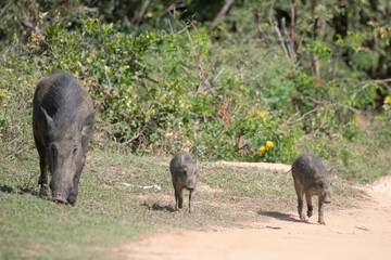 A wild boar and her piglets walking through the jungle scrummaging for food.