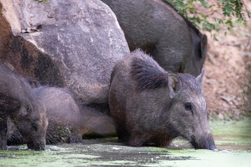 A sounder of wild boar drinking from a water hole in the jungle.