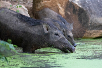 A pair of wild boar at a water hole in the jungle.