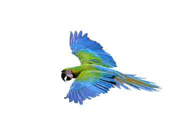 Colorful macaw parrot flying isolated on transparent background.