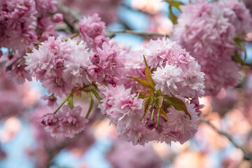 Beautiful pink Sakura flowers in spring season under blue sky. Floral background