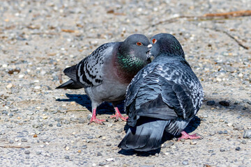 Stadttauben beim Turteln