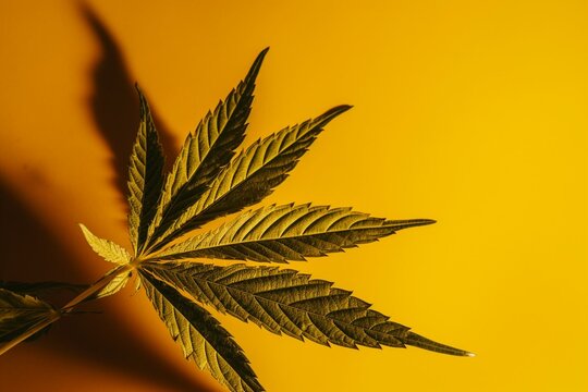 A yellow background with a shadowed cannabis leaf. Generative AI