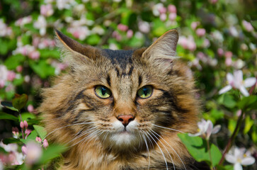 Portrait of a fluffy tabby cat in a blooming garden.