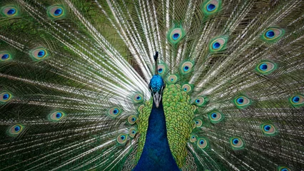 Fotobehang peacock with feathers © Li