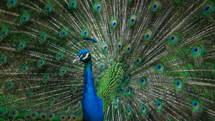 Obraz premium peacock with feathers