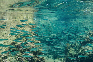 Fototapeta na wymiar a lot of small fish underwater in the sea underwater photography against the background of stones