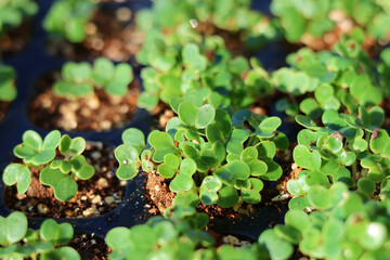 家庭菜園で野菜作りをする女性　農業女子　種まき・育苗をする女性