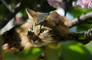 Naklejka na ściany i meble Portrait of a fluffy tabby cat with green eyes in the shade of a flowering tre.