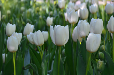 Elegant white tulips 'White Clouds' bloom on a flower bed in a spring garden. Gardening ,growing tulips flowers concept. Free copy space
