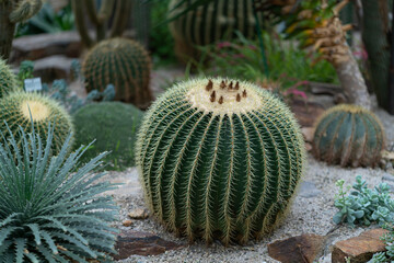 Natures Thorned Beauty: Barrel Cactus. A barrel cactus stands tall and proud, its green body...