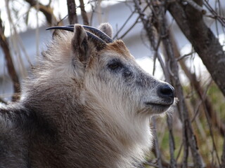 二ホンカモシカ