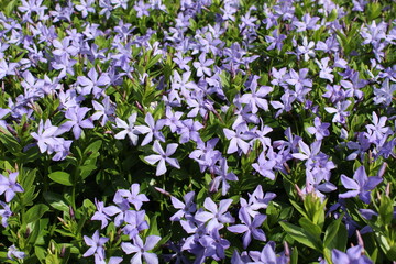 Obraz premium Periwinkle small