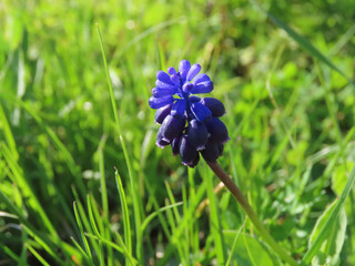 Fleur bleue dans les Cévennes - France