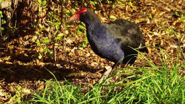 Close up of Pukeko prehistoric bird looking for food in the ground. New Zealand fauna