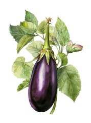 Watercolor illustration of a ripe eggplant isolated on white background. Generative AI.