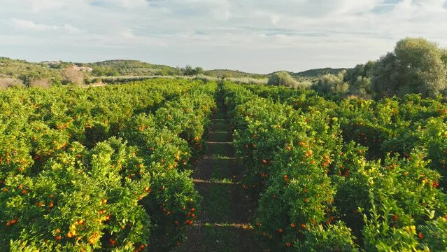 tangerine field in spain