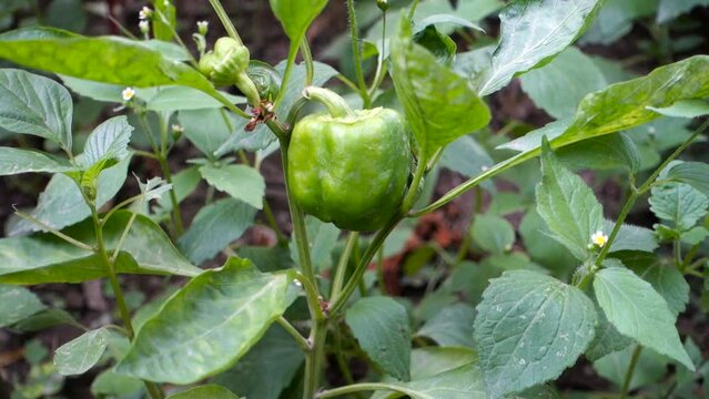 A Capsicum plant or green bell pepper growing in an Indian Garden. Organically grown green bell pepper hanging.