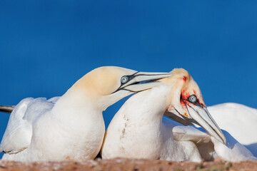 Two northerngannets fight on the rocks of Heligoland