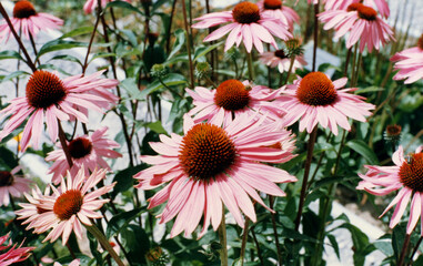 Echinacea Purpurea