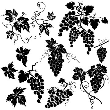 Vineyard Elegance: Set of Grape and Grapevine Black Vector Silhouettes for Design Projects"