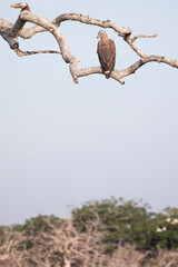 A juvenile white breasted sea eagle perched on a branch in the jungles of Yala, Sri Lanka.