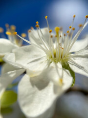 Fleur blanche en gros plan - France