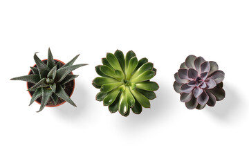 Top view of small potted cactus succulent plant isolated on a transparent background, PNG. High...
