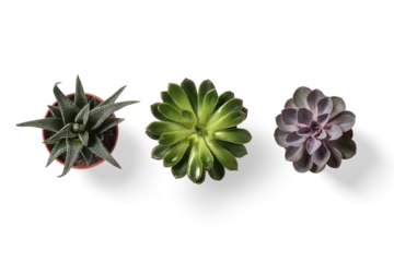 Papier Peint photo Lavable Cactus Top view of small potted cactus succulent plant isolated on a transparent background, PNG. High resolution. 