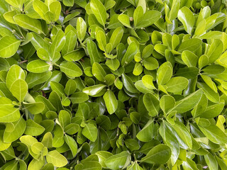 Tropical light green leaves background. Dense glossy shrub foliage