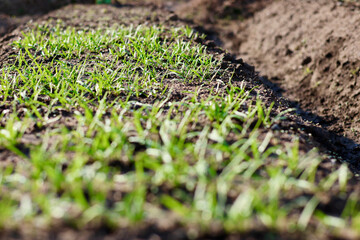 無農薬で栽培した瑞々しい野菜　畑で元気に育った野菜　ほうれん草　ホウレンソウ