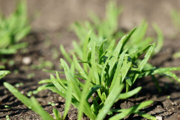 無農薬で栽培した瑞々しい野菜　畑で元気に育った野菜　ほうれん草　ホウレンソウ