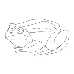 Frog Line art vector illustration