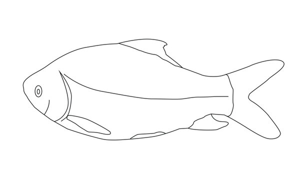 732 Fish Line Drawing Stock Photos - Free & Royalty-Free Stock