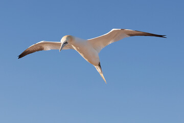 Northern gannet in flight