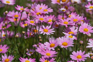 森町、波多野エクスプレスガーデン