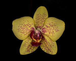 single yellow orchid 