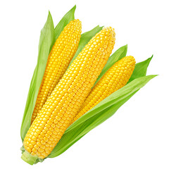 corn ear, isolated on white background, full depth of field
