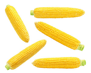 corn ear, isolated on white background, full depth of field