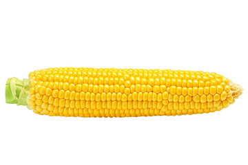 corn ear, isolated on white background, full depth of field